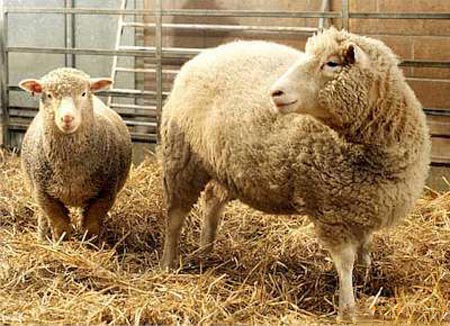 Клнированые овцы